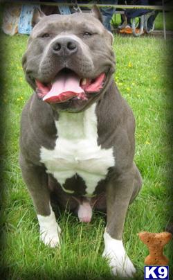 Stud Dogs - American Pit Bull